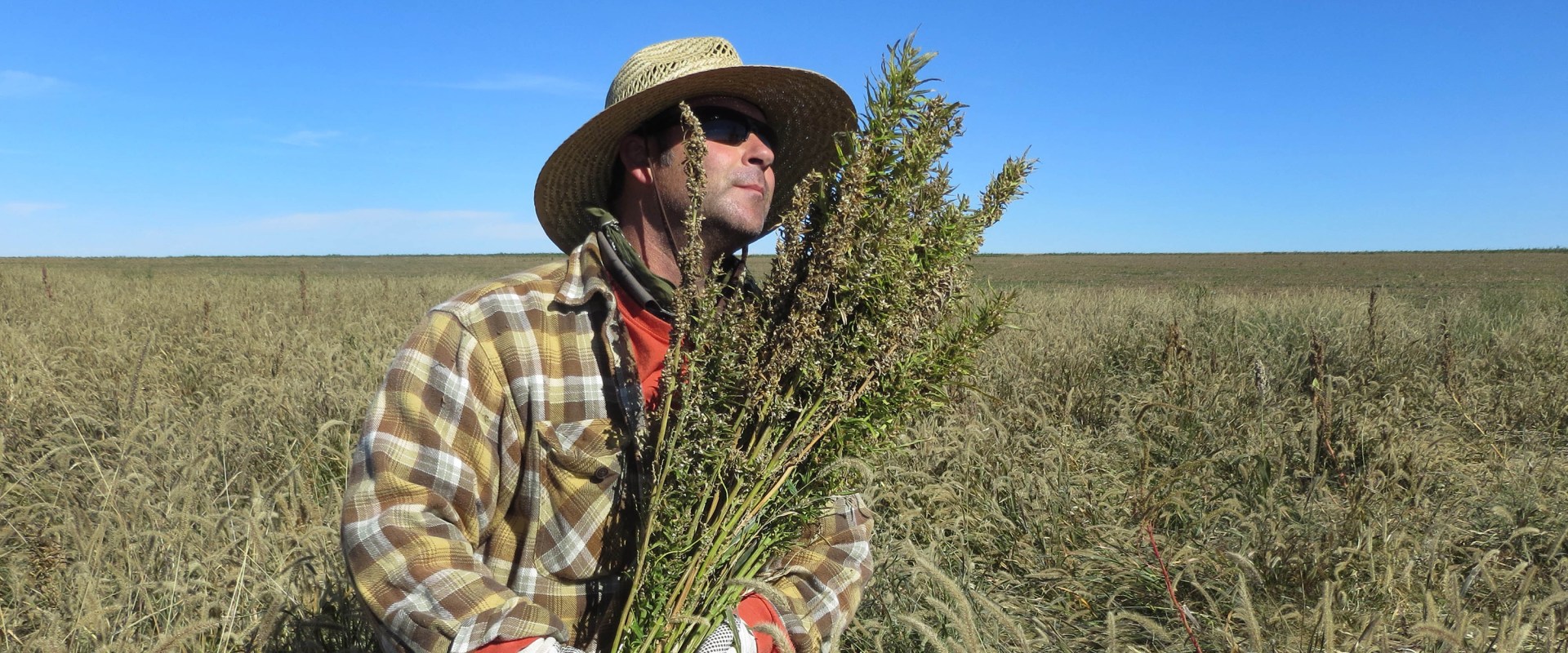 Harvesting Hemp Crops at the Right Time