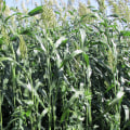 Hemp as a Cover Crop to Improve Soil Quality and Structure