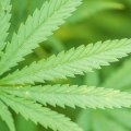 Exploring the Uses of Hemp in Industry and Manufacturing