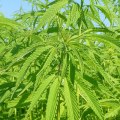 The Benefits of Using Hemp for Bioremediation and Phytoremediation