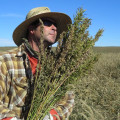 Harvesting Hemp Crops at the Right Time