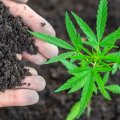 Adding Nutrients to Improve Soil Quality and Structure for Hemp Cultivation