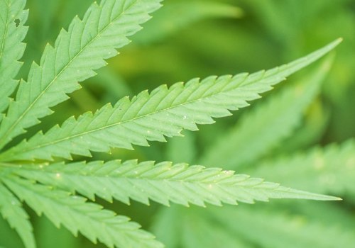 Exploring the Uses of Hemp in Industry and Manufacturing