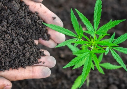Adding Nutrients to Improve Soil Quality and Structure for Hemp Cultivation